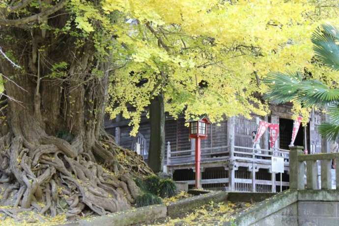 「岩殿観音 正法寺」の大銀杏