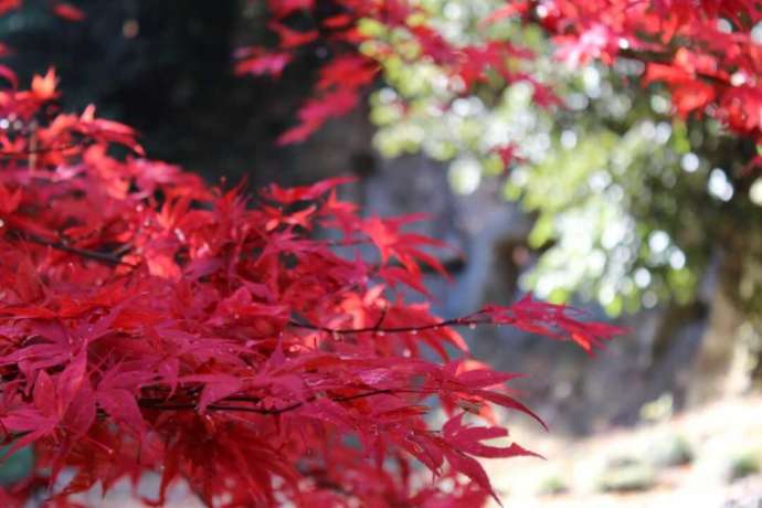 「岩殿観音 正法寺」の紅葉