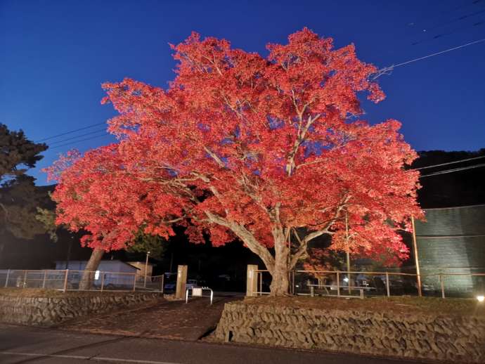 旧小川小学校の紅葉