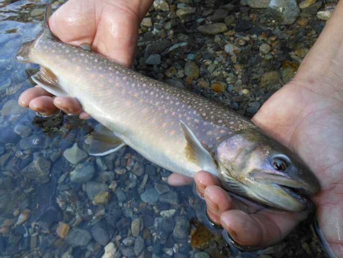 岩魚の里 永源寺グリーンランドで自家養殖しているいわな