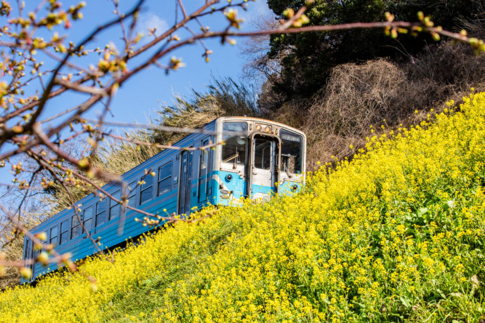 愛媛県伊予市の「閏住の菜の花畑」