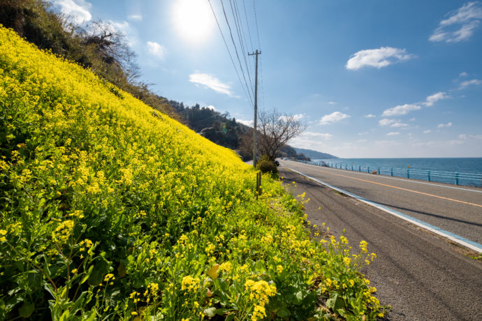 愛媛県伊予市の閏住の菜の花畑