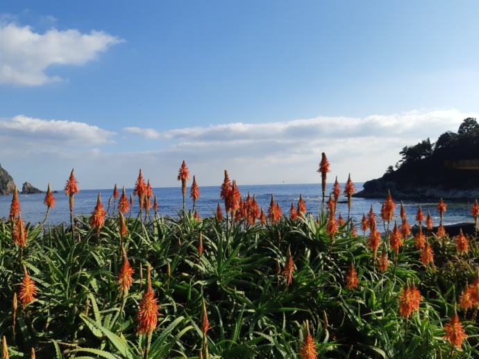 静岡県下田市白浜にある伊豆白浜アロエの里の「アロエの花まつり」の様子