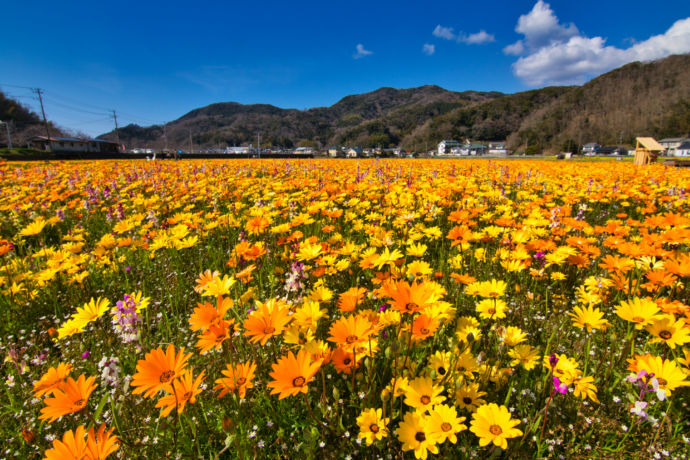 那賀川沿いの桜並木の近くにある田んぼを利用した花畑