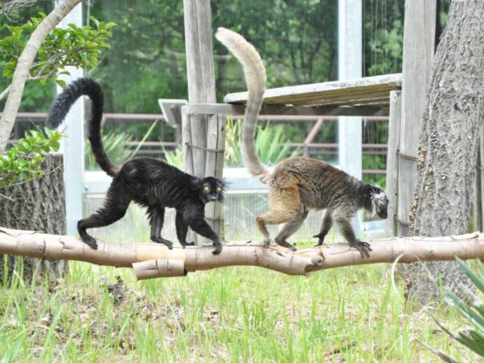 日本モンキーセンターでのびのびと暮らすクロキツネザルのカップル