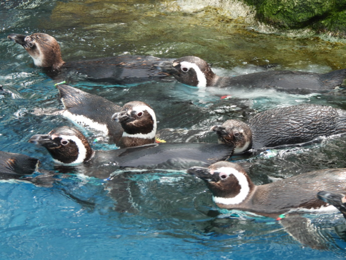 うみがたりで飼育されているマゼランペンギン