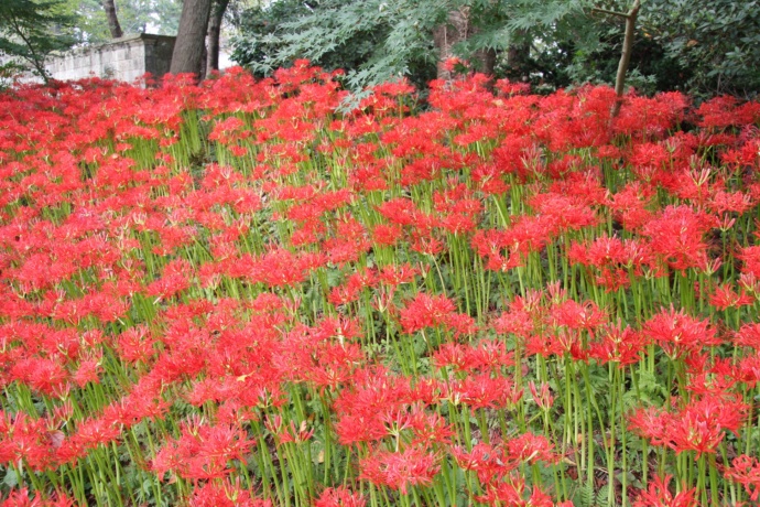 弘経寺の曼殊沙華