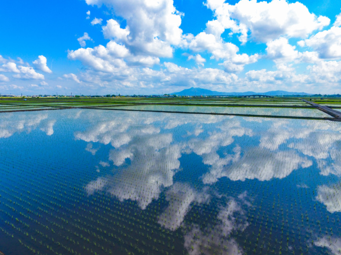 青空と水田