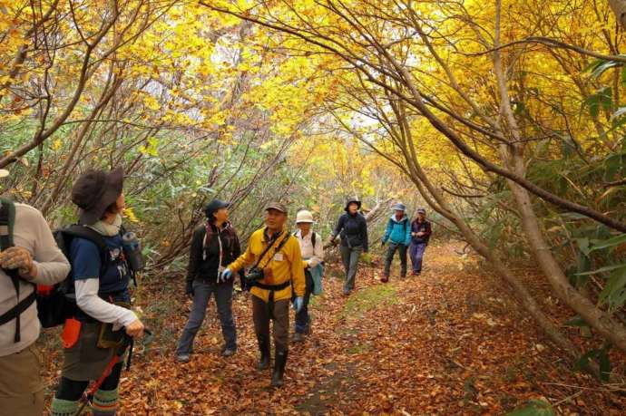 第4回ふるさと探訪で紅葉の中を歩く参加者の様子