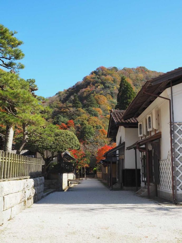 紅葉が見える櫻井家住宅付近の通り