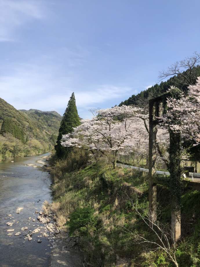 門川町の松瀬地区の桜