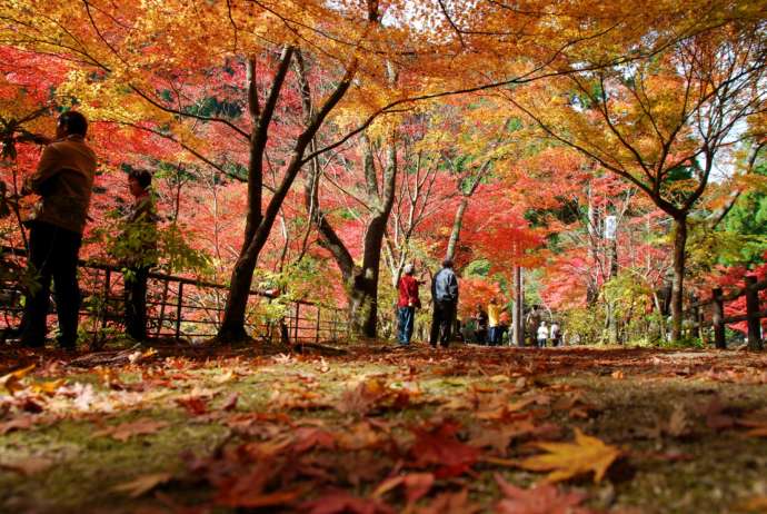 奥津渓の紅葉