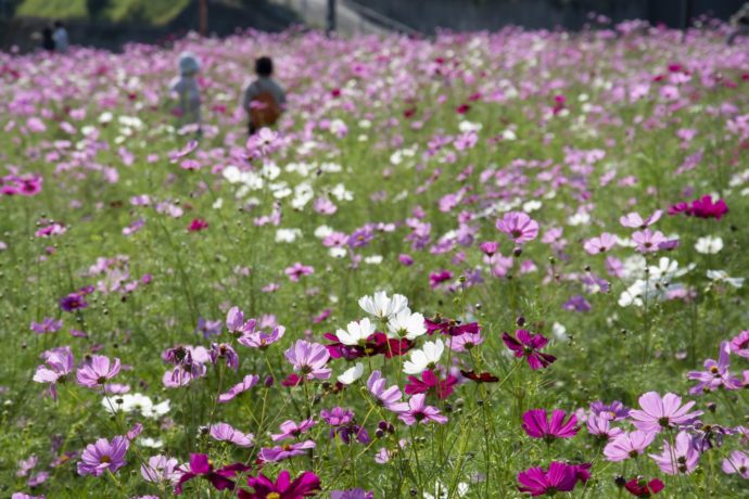 慈眼寺公園の花畑