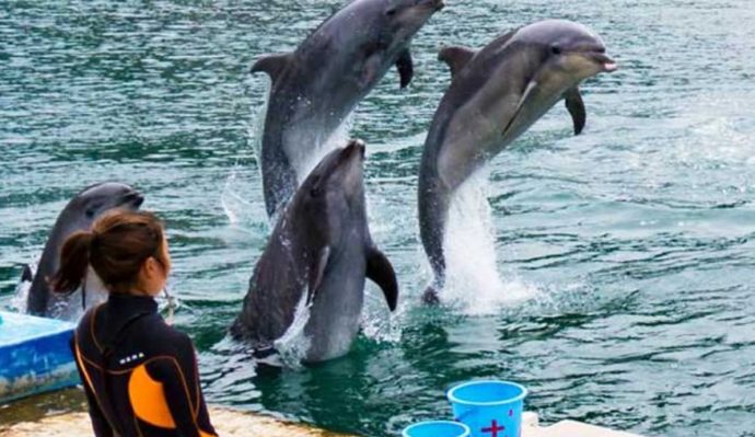 下田海中水族館のイルカショー