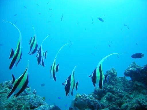 海底少年のアクティビティが行われる海陽町の海