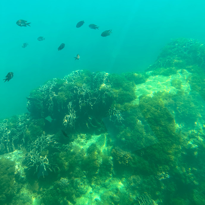 竹ヶ島海域の海中の様子