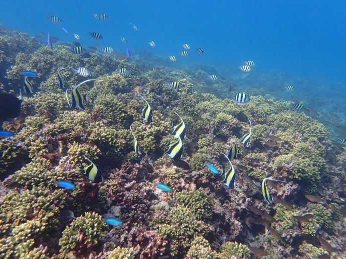 海陽町で見られるエダミドリイシ、オヤビッチャ、ソラスズメダイ