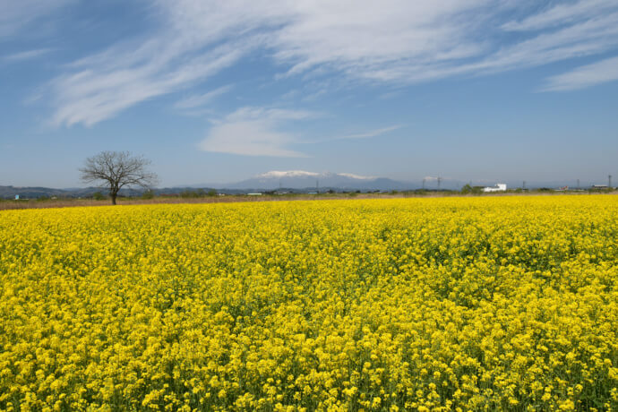 宮城県角田市に広がる菜の花畑