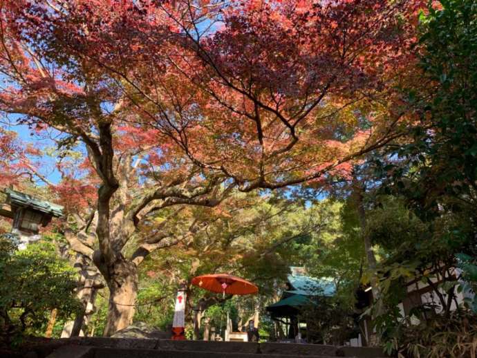 紅葉に包まれた鎌倉宮の境内