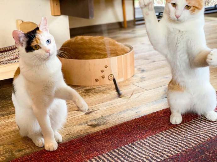 神奈川県鎌倉市の保護猫カフェ「鎌倉ねこの間」にいる猫が猫じゃらしに夢中になっている様子