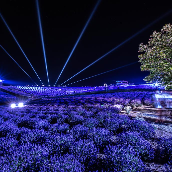 夜間にライトアップされた日の出ラベンダー園の様子