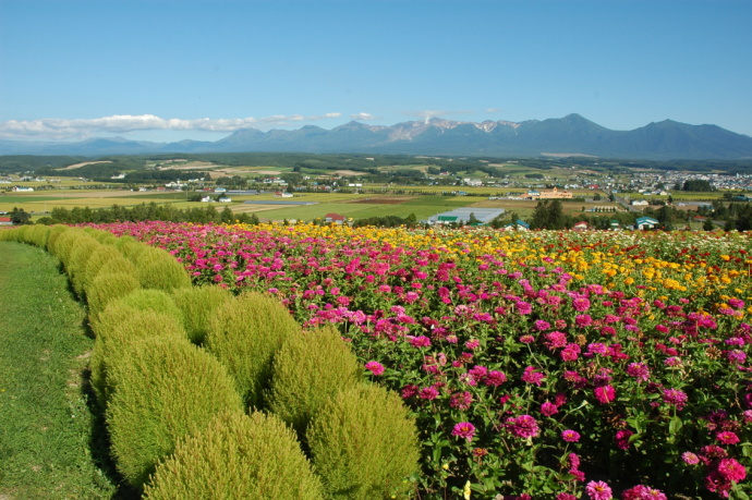 フラワーランドかみふらのの花畑の写真