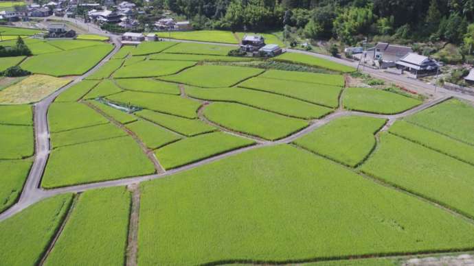 一面に広がる田園風景