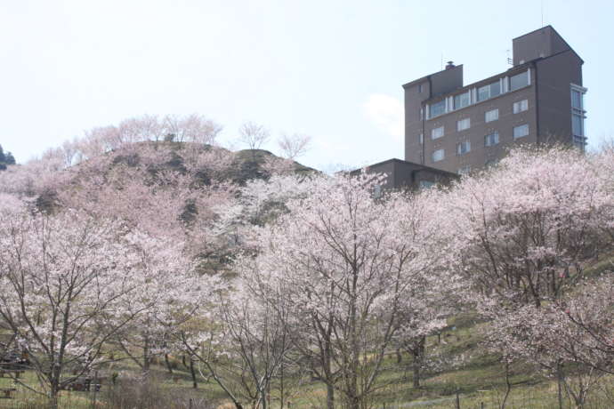 さくら園で咲き誇る桜