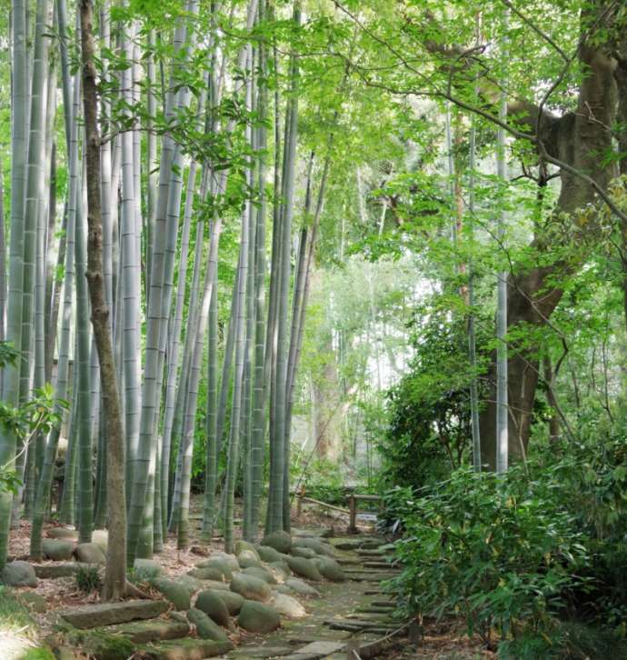 上花輪歴史館の孟宗竹