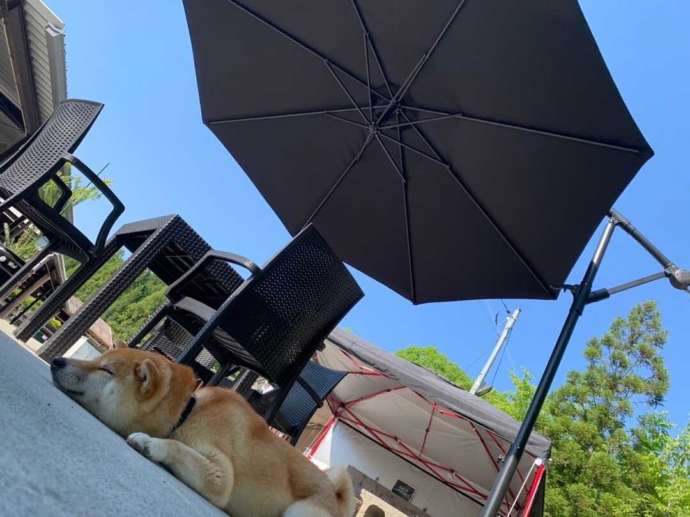 かみいしづ33terraceの看板犬ウェーブ