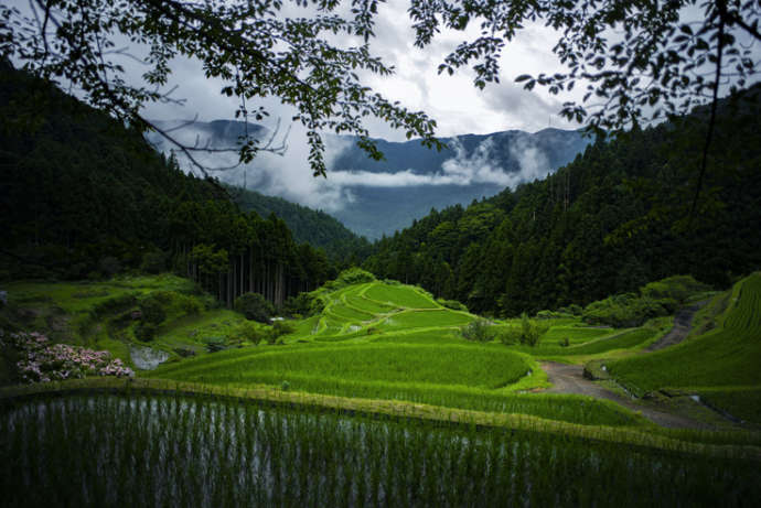 樫原の棚田