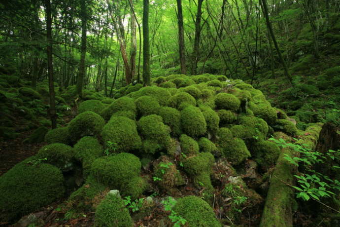 苔の名所、山犬嶽