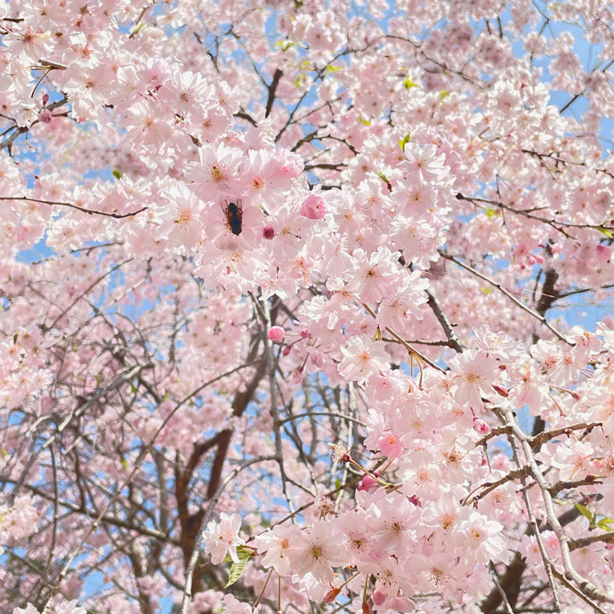 時期に応じて色々な桜の品種を楽しめる