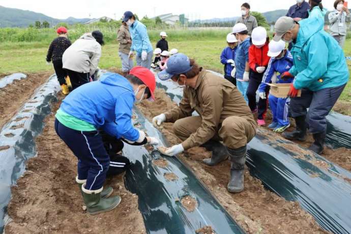 上ノ国町の小学校の農業体験授業の様子