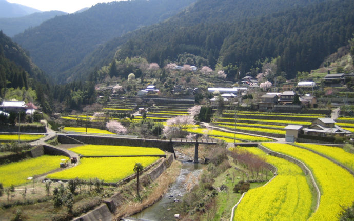 徳島県神山町大久保地区に咲き誇る菜の花