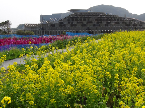 鴨川オーシャンパークで摘み取り体験ができる菜の花