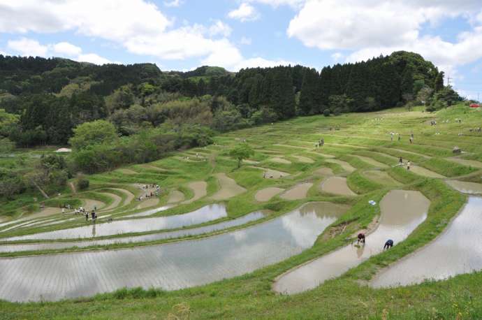 大山千枚田の棚田の風景