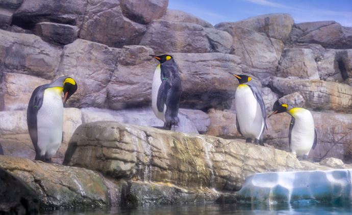 八景島シーパラダイス・ペンギン