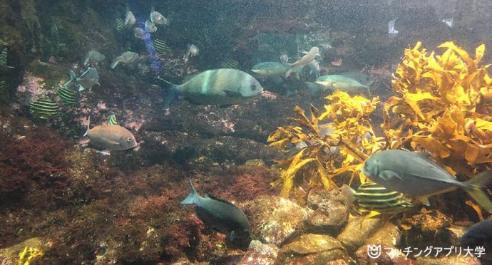 身近な魚を飼育他相模湾大水槽を別角度から