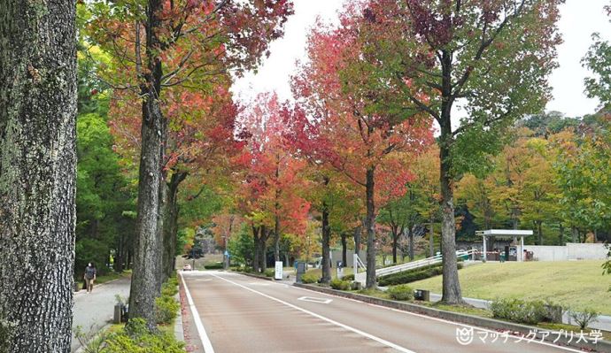 いしかわ四高記念公園近くのアメリカ楓通り