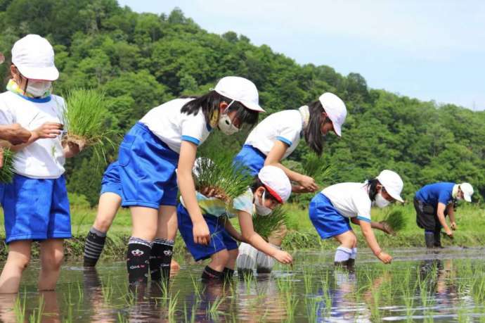 金山町の小学生が田植え体験をしている写真