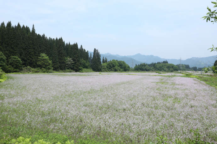 金山町に咲くアサギ大根の花