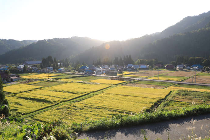 金山町の秋の田んぼ風景