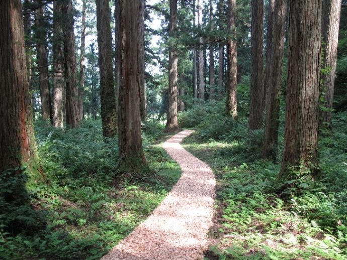 山形県金山町の大美輪の大杉