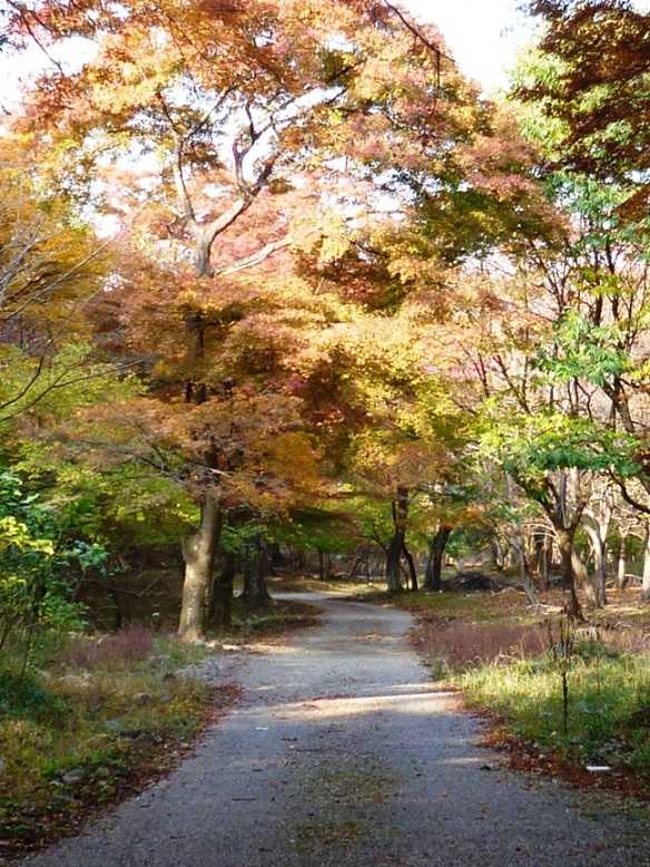 養老公園の養老せせらぎ街道