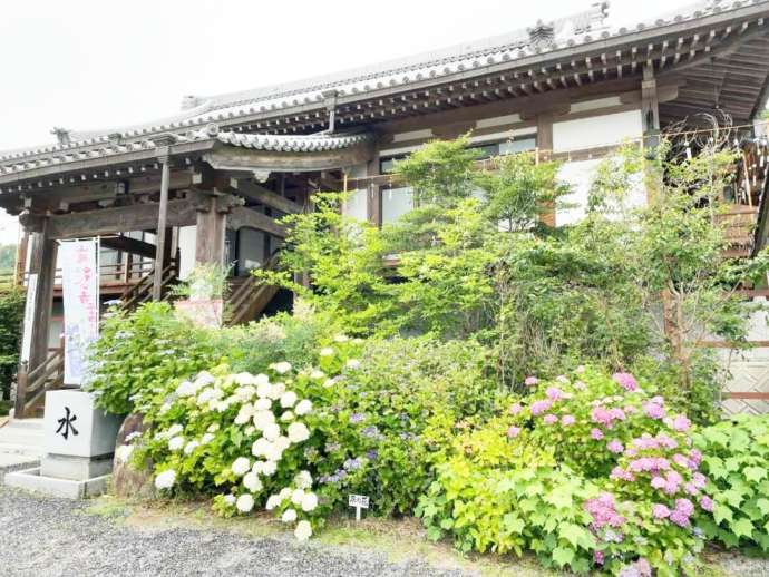 観音寺のあじさい祭りの風景