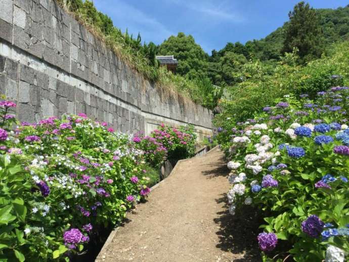 観音寺の境内に咲くアジサイ