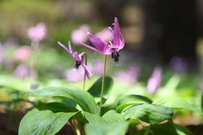 長野県伊那市にある「かんてんぱぱガーデン」で咲いているカタクリの花