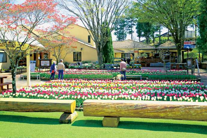 長野県伊那市の「かんてんぱぱガーデン」にあるチューリップ花壇