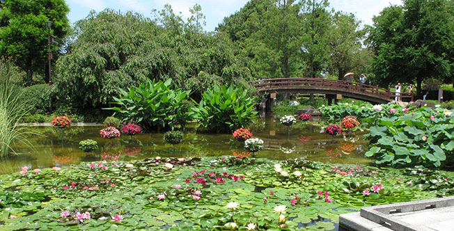 滋賀県草津市にある「水生植物公園みずの森」のハスの花